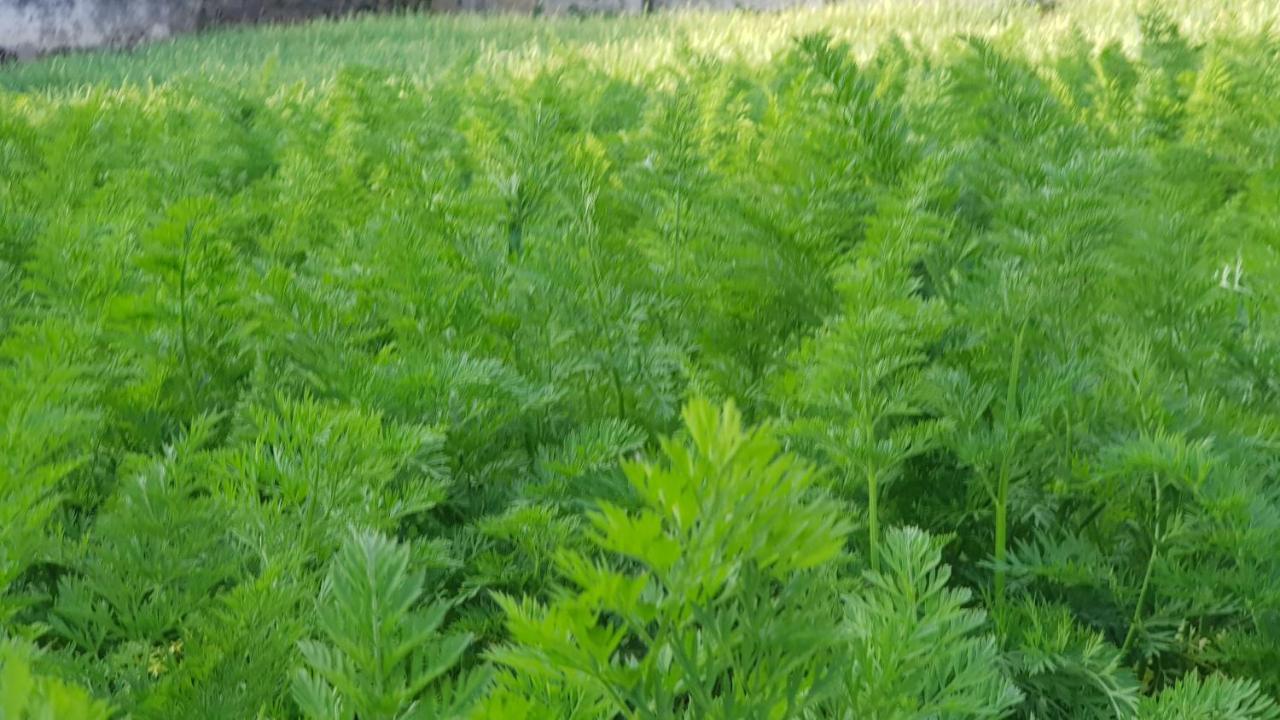 Chandrasobana Nuwara Eliya Exteriör bild